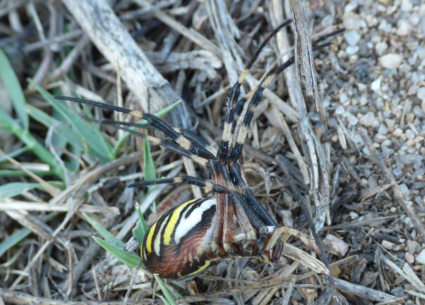 Batozonellus lacerticida con Argiope bruennichi